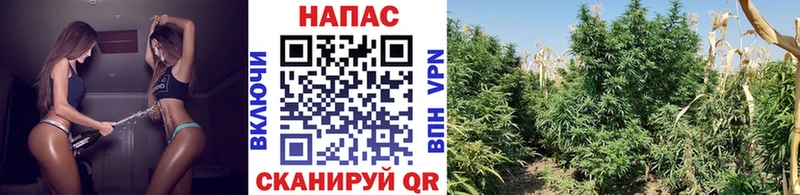 Каннабис сатива Аргун